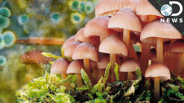 Is Fungus As Gross As You Think It Is? - DayDayNews
