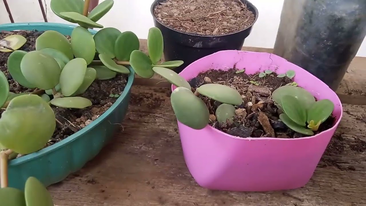 Como fazer mudas da peperômia Hope(colar de moedas)