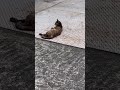 【Cat Video】　Cat Happy Video #cat #cats #cute #shorts
