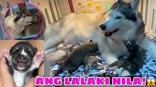 PUPDATE | Malia’s 10 Day Old Agouti Pups! | ANG LAKI NILA! | Husky Pack TV