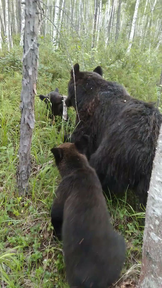 Идёт медвежья семья. #bear - YouTube