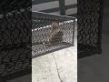 How To Catch A Rat Skibiditoilet How To Catch A Rat Skibiditoilet