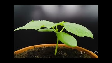 60 Days Timelapse of cucumber 🥒🥒 #shorts #viral #timelapse #trending #vegetables  #cucumber #fruits