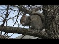 Adorable happy squirrel eats the birdseed that I gave it