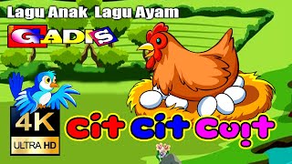 Cit Cit Cuit ❤️ Lagu anak indonesia Ayam Burung Dan Bebek by Funny Gadis Kids 790 views 4 days ago 7 minutes, 6 seconds