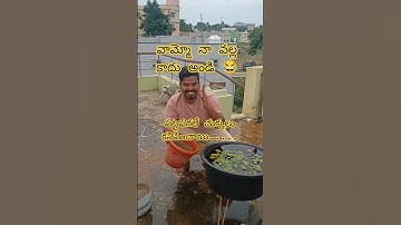 mistakes while growing water lily 🧐🏡#organic #gardening #harvest