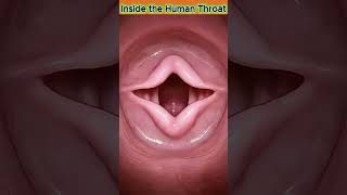 Human Throat Anatomy Explained | Vocal Cords in Action