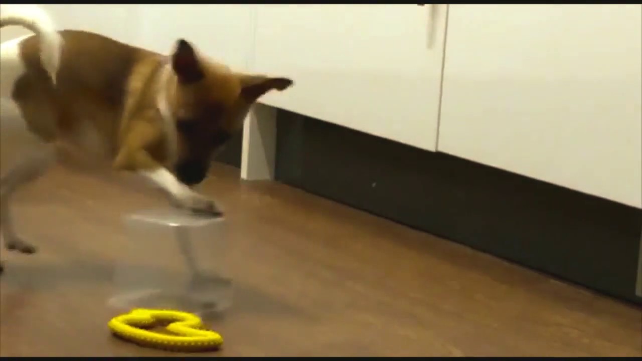wales wisconsin Dogs Trust Newbury - Sadie