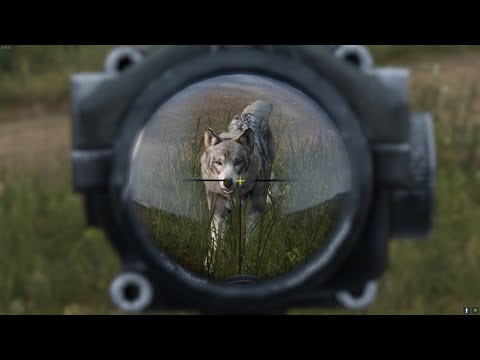 Видео: DAYZ. Загнанный волк