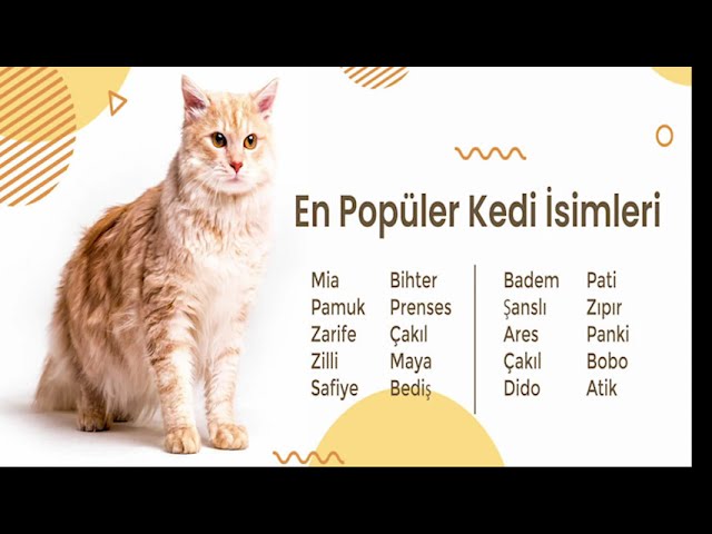 değişik erkek kedi isimleri