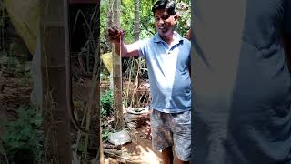 Subah Subah Garden Me Saanp Ne Kiya Attack! | Real Snake Rescue