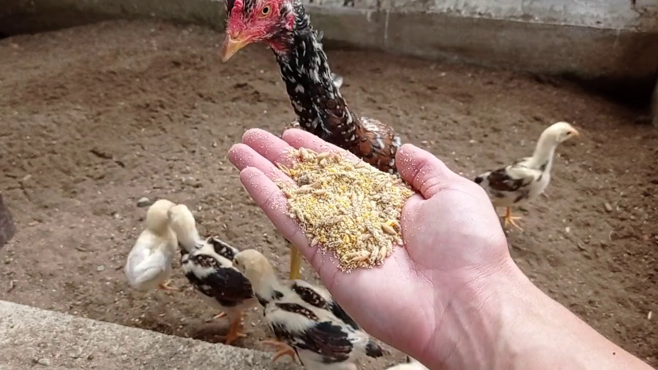 Observando os pintinhos #03 (com 30 dias de vida). Criatório Scariot.