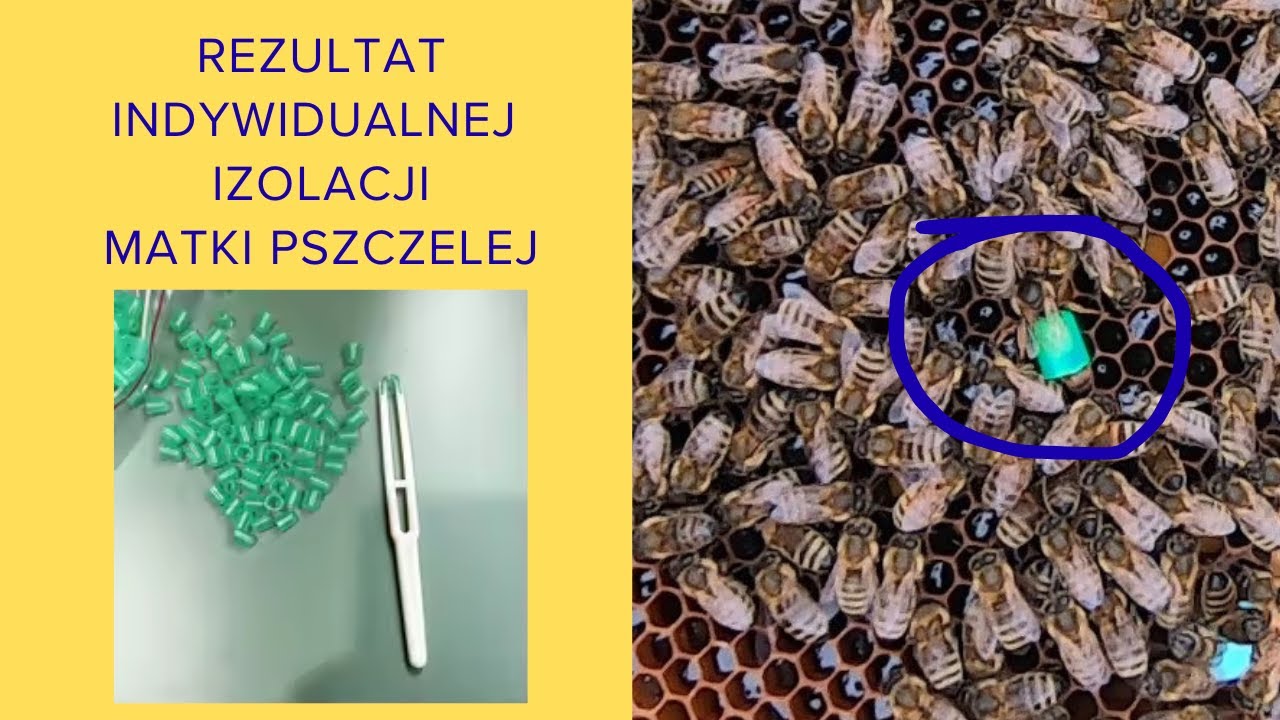 KONTROLA IZOLACJI CZERWIENIA  #pszczoły