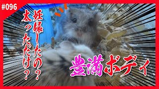 【ハムスター】これ…孕んだの？体重激増につき妊娠の懸念が…「ロボロフスキーハムスター 飼い方 かわいい 可愛い 癒し おもしろ 仓鼠 roborovski hamster」#096