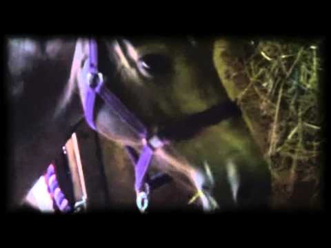 She's Lovely Video