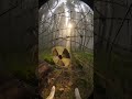 👉 POV: You Are a Wolf in Chernobyl — Something Is Still Active #wildlife #outdoors #wolf #nature