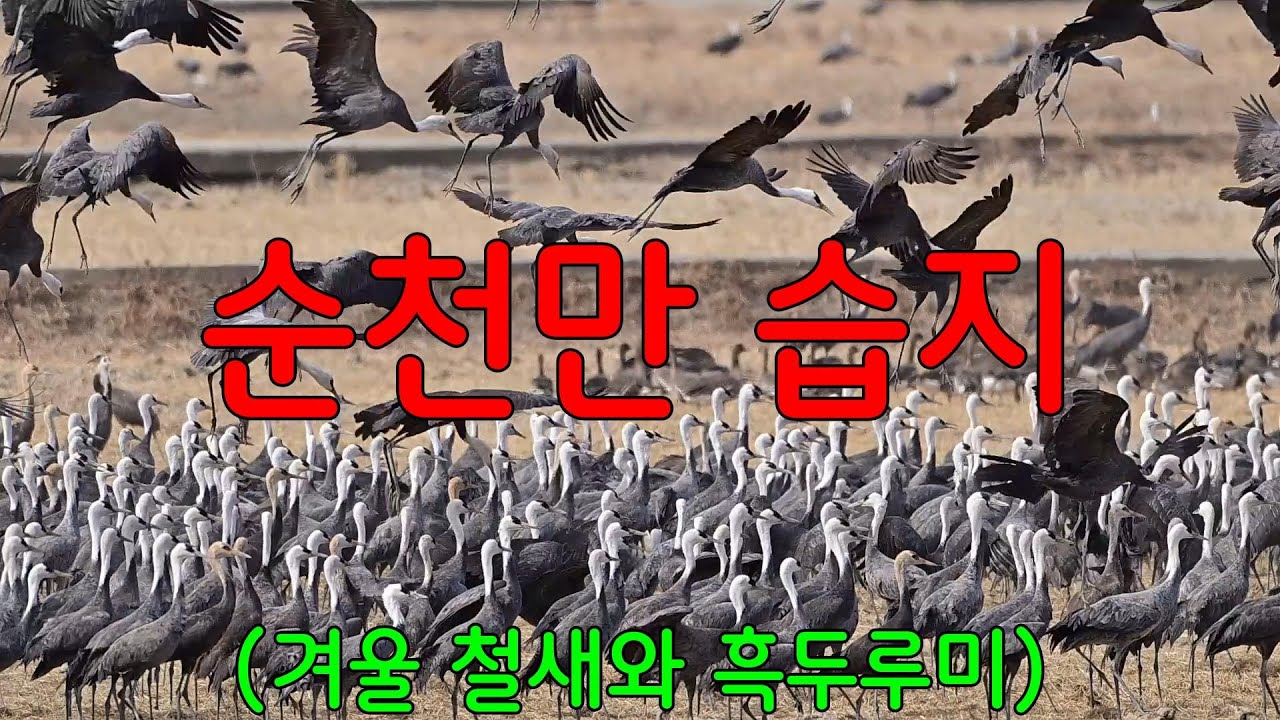 순천만 습지는 흑두루미 천국ㅣ순천만에만 전 세계 흑두루미 절반이 월동(7천~ 8천마리)