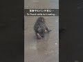 食事中のパンチ君に・・・ To Punch-kun while he's eating...