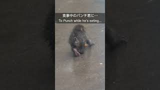 食事中のパンチ君に･･･ To Punch-kun while he's eating...
