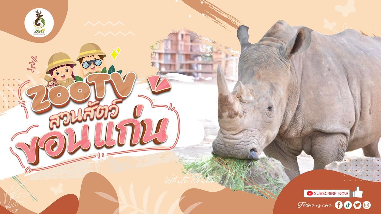 🔴 Live! White Rhino | 27-2-2026 , 12:00 | Zoo TV สวนสัตว์ขอนแก่น