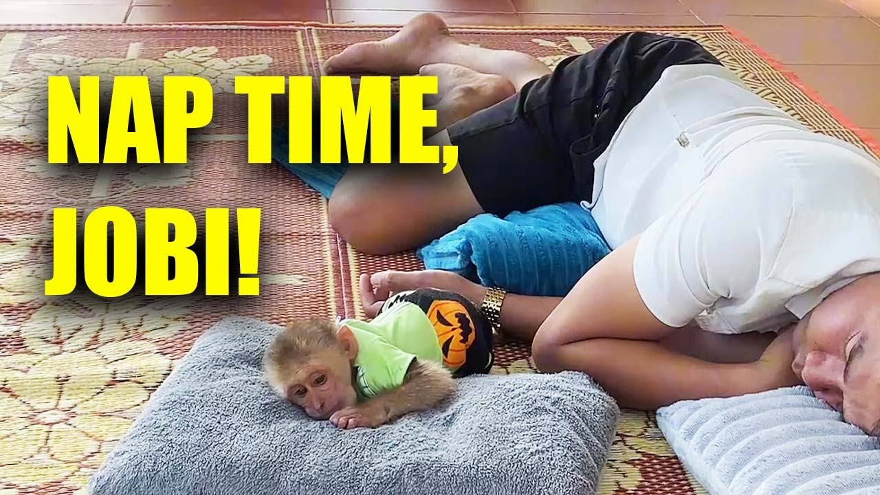 Dad HUNG Naps With Monkey JOBI 🥰 JOBI  Pulls Gray Hairs To Show His Love