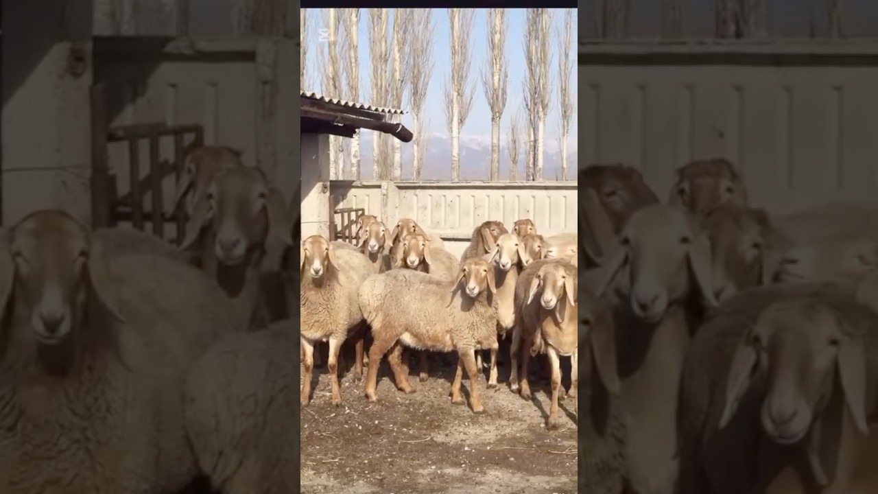 Ярочки 26 голов линия 80,от Тундры🔥10-11 мес👍цена в круг по $4000💰+996704444474☎️ 