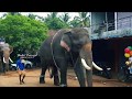 Kerala elephants beautiful walk