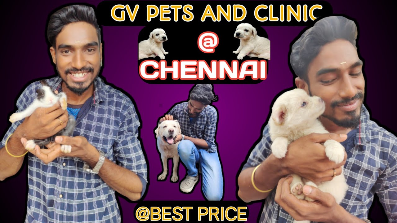 GV PETS SHOP IN CHENNAI/DOG SALE / BIRDS AND RABBIT PERSIANCATS,GUINEA