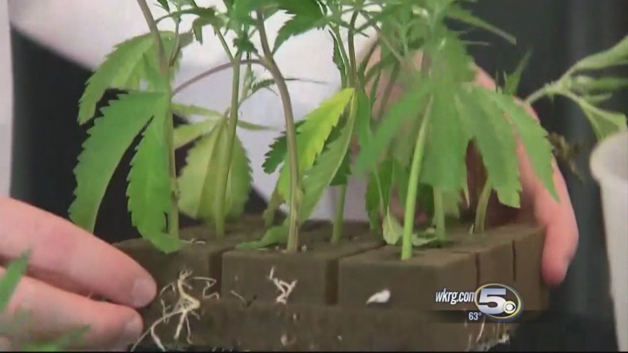 Medical Marijuana Dispensary Opens in Pensacola Wednesday YouTube