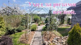 Уход за розами весной.