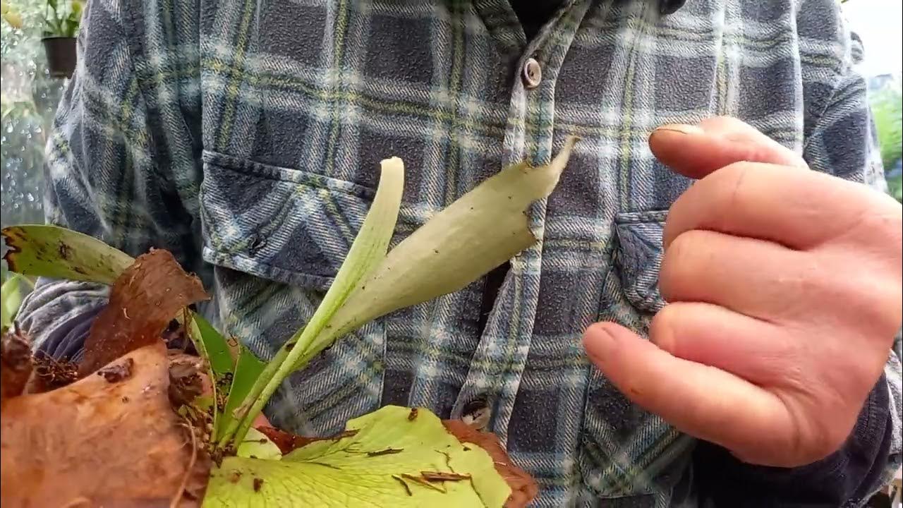 Staghorn/Elkhorn Platycerium bifurcatum mount simplified YouTube