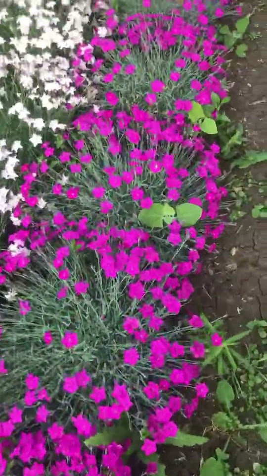 Гвоздика в горшках #сад #дача #огород #цветы #garden #plants #лето ...