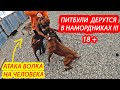 18+ ПИТБУЛИ ДЕРУТСЯ В НАМОРДНИКАХ. АТАКА ВОЛКА НА ЧЕЛОВЕКА!!!