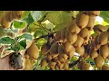 How to Grow, Prune, And Harvesting Kiwifruit - Gardening Tips