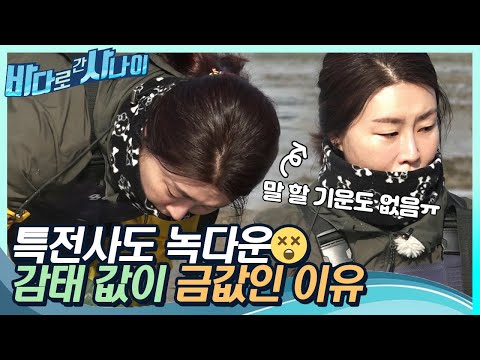 🚫양식 불가능🚫 100% 자연산으로만 얻어지는 &amp;#39;귀한 감태님&amp;#39; 모십니다~｜[바다로 간 사나이] 22회