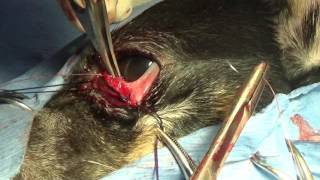 Cherry Eye  in a Puppy by Greg Martinez DVM 142,536 views 7 years ago 9 minutes, 49 seconds