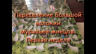 Переселение большой колонии муравьев-жнецов. Первая неделя