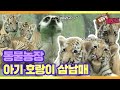 [TV 동물농장 레전드/SUB] ‘아기 호랑이 삼남매’의 무림 적응기 다시보기 EP.1 #TV동물농장 #AnimalFarm #SBSstory