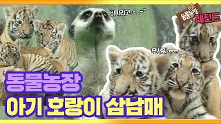 [Animal Farm Legend] Watch 'Baby Tigers and Three Siblings' again. EP.1 I TV Animal Farm| SBS Story