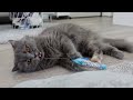 猫じゃらしを追いかける姿が反則級に可愛い猫ちゃんがこちらです!
