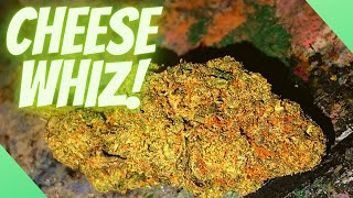 CHEESE WHIZ • THCA: 20% STRAIN REVIEW