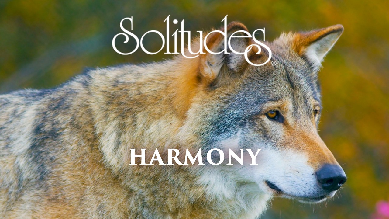 Dan Gibson’s Solitudes - Timberwolves | Harmony adlı videoyu YouTube'da izle Dan Gibson’s Solitudes - Timberwolves | Harmony adlı videoyu YouTube'da izle