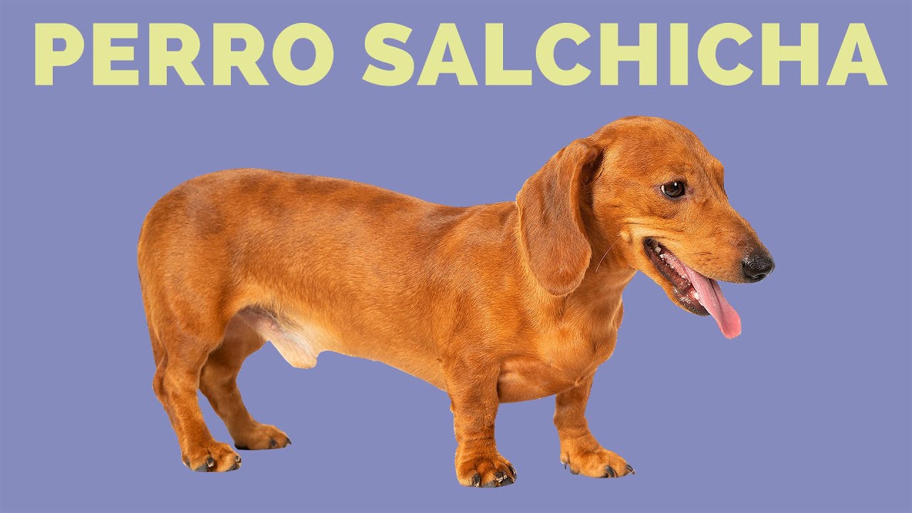 Raza DACHSHUND (Perro salchicha): CARACTERÍSTICAS de la raza, CUIDADOS e  historia 