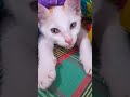 நான் தான் அவனுக்கு பாதுகாப்பு😅🐈#funnycat#cat #shorts #tamil#funnykittens #pets #funny#comedy#kitten
