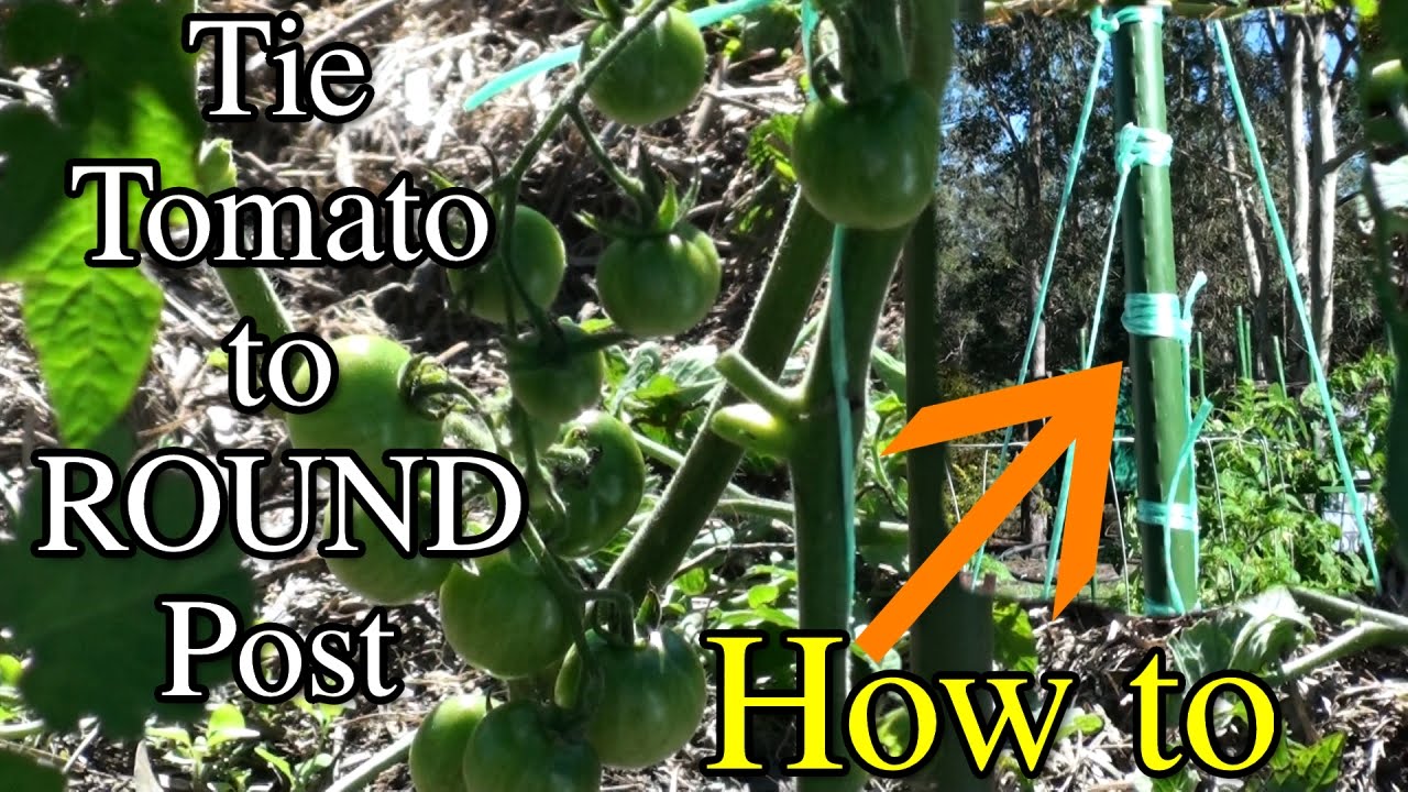 How to Tie a Tomato Plant to a Round Post or Stake YouTube
