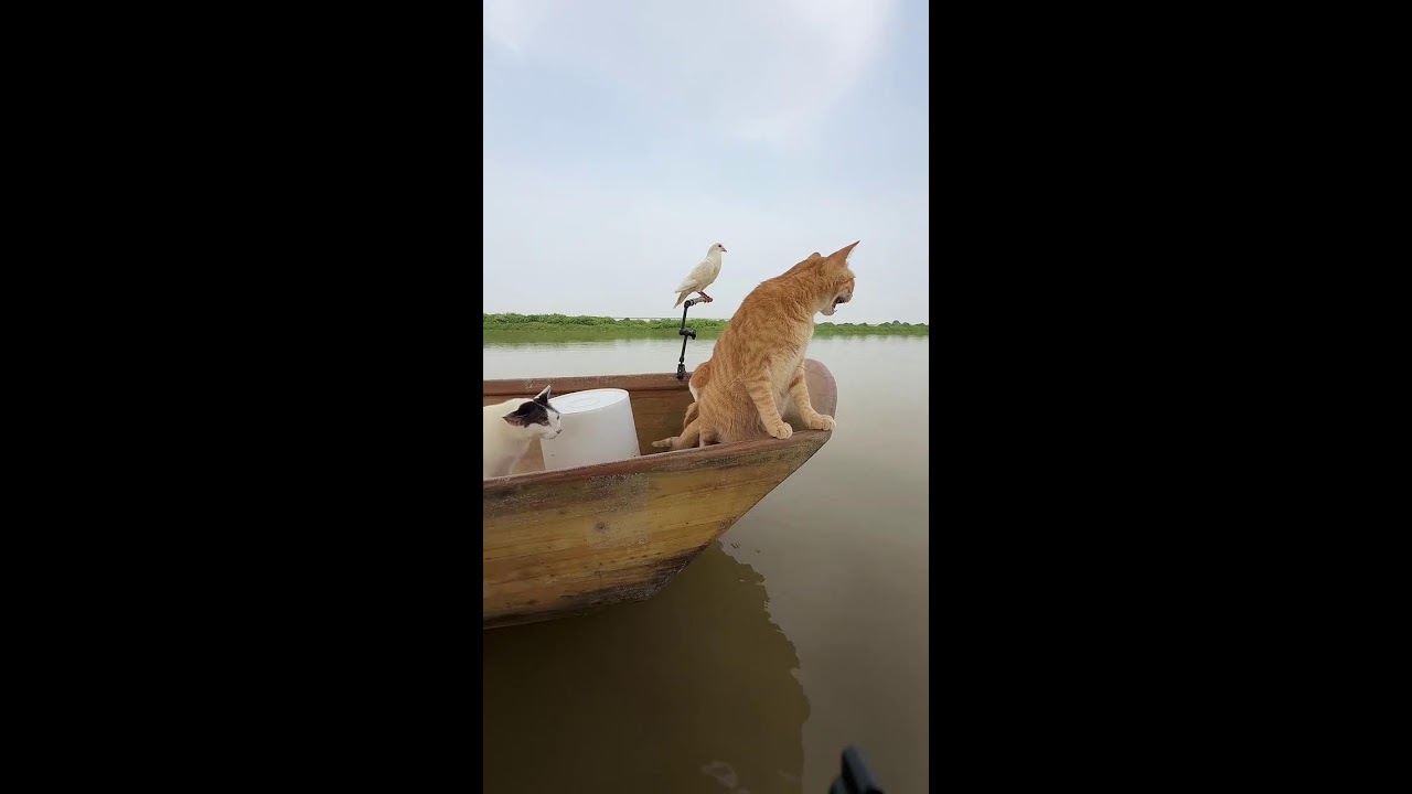 Relaxing Cat Fishing Diving｜猫とまったり釣り潜水 2026-07-25 09:44