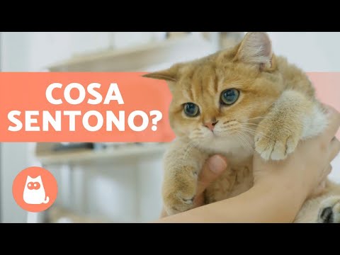 Video: Come I Gatti Mostrano I Loro Sentimenti