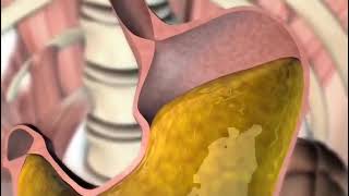"HUMAN STOMACH" has 4 major parts~cardiac, fundic,body & pyloric which play an imp role in Digestion