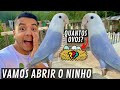 Nosso Agapornes estão chocando muitos ovos | Two tomando banho | Aves Recriar