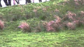 Badger cubs being trained to forage for food - long by Chris Sydes 94 views 8 years ago 8 minutes, 16 seconds